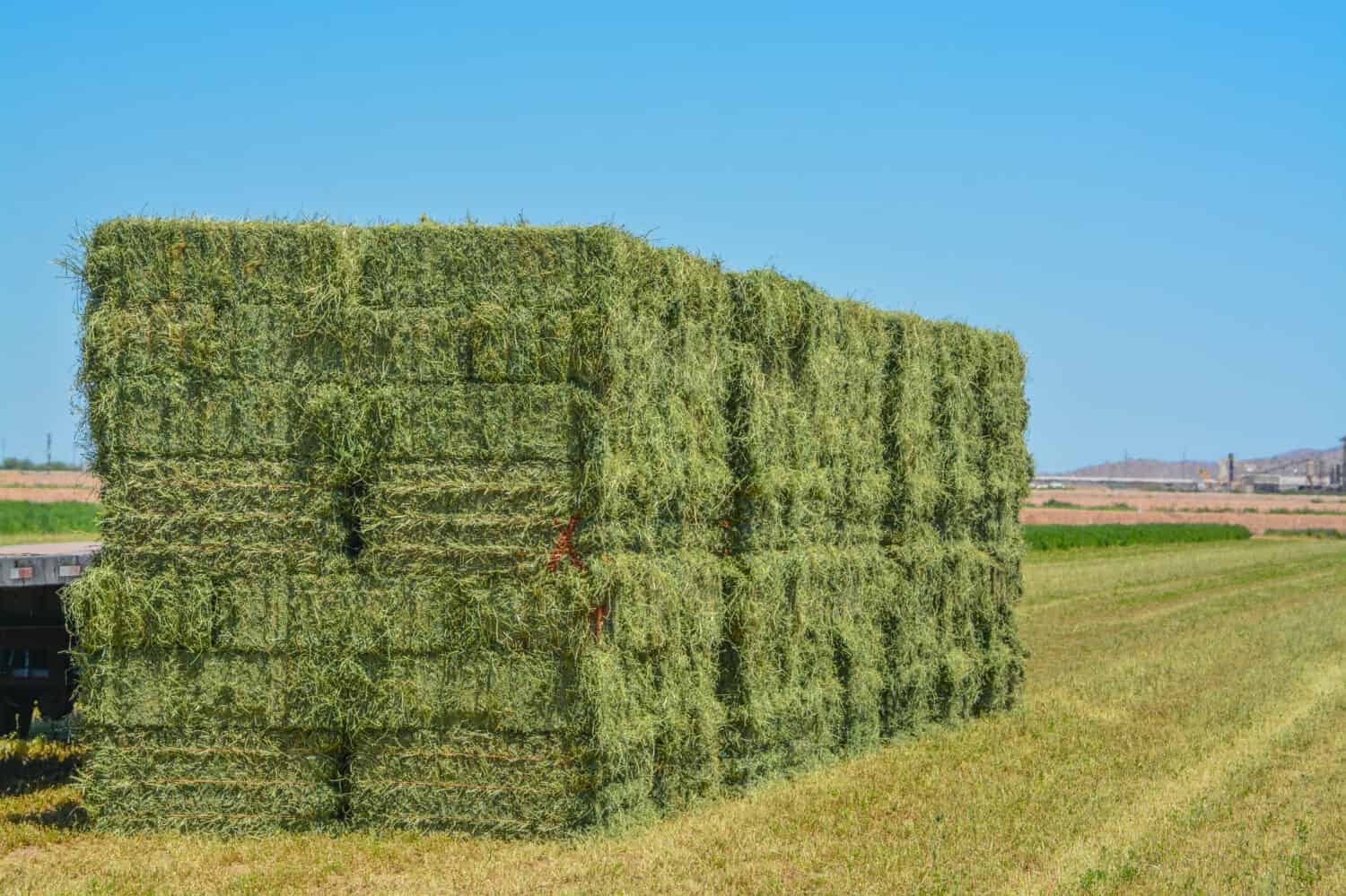 Stacked premium alfalfa hay bales
