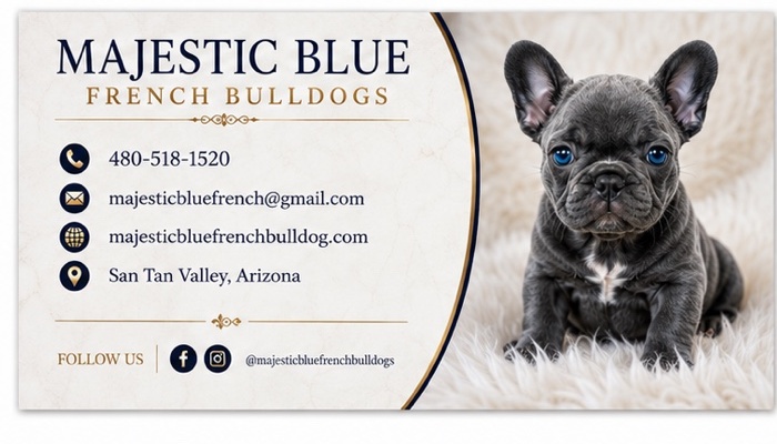 Majestic Blue French Bulldogs business card back