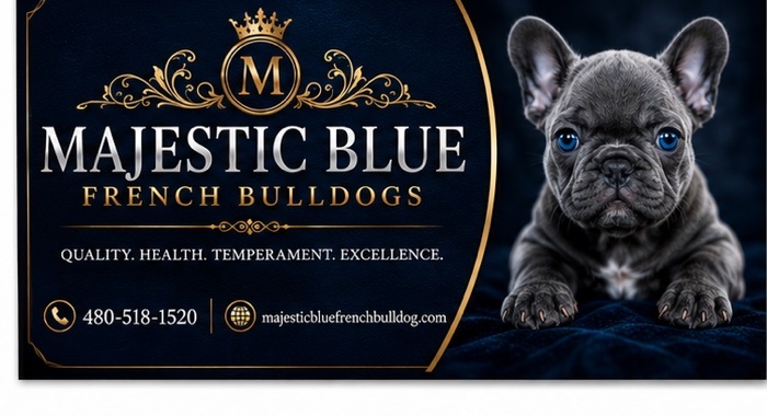 Majestic Blue French Bulldogs business card front